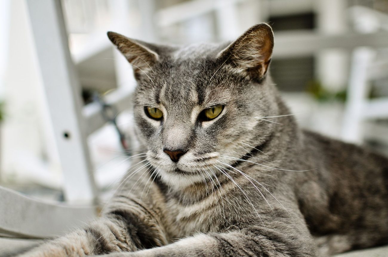 An Eight-Year-Old Tabby Runs This House, and She Knows It