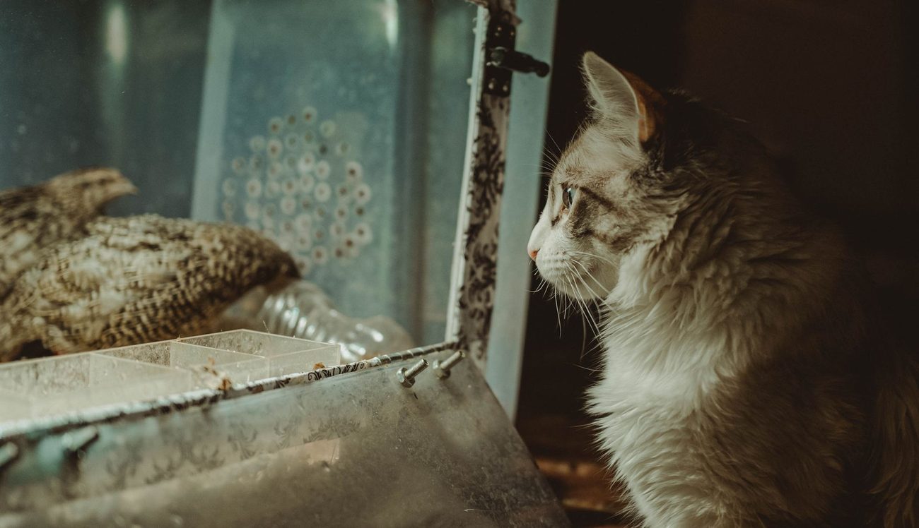 Bird-Watching Season: Keeping an Indoor Cat Busy in July