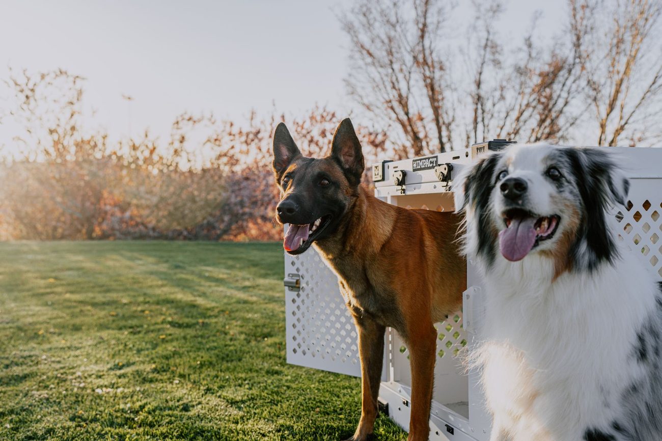 Crate Rest Gear That Kept a Bored Dog Sane