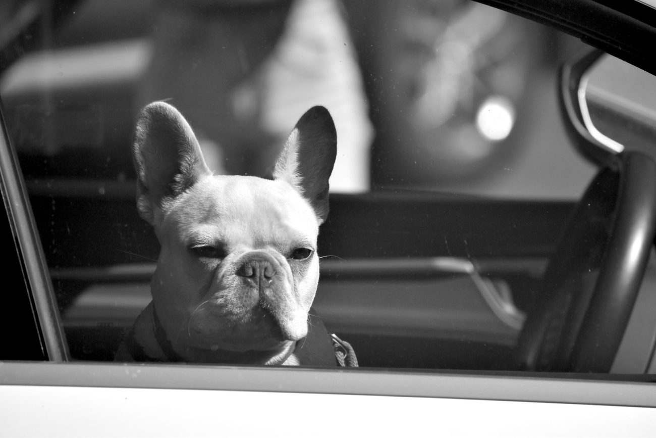 Dog Seat Covers in a Subaru Outback: Which One Stayed Put