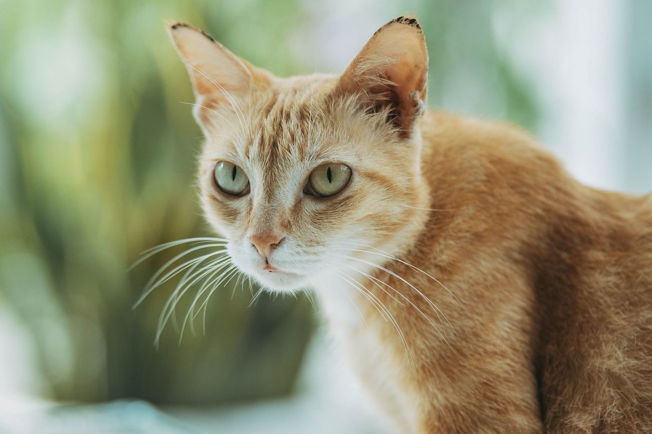Five Cat Insurance Quotes for One Gray Tabby, Compared