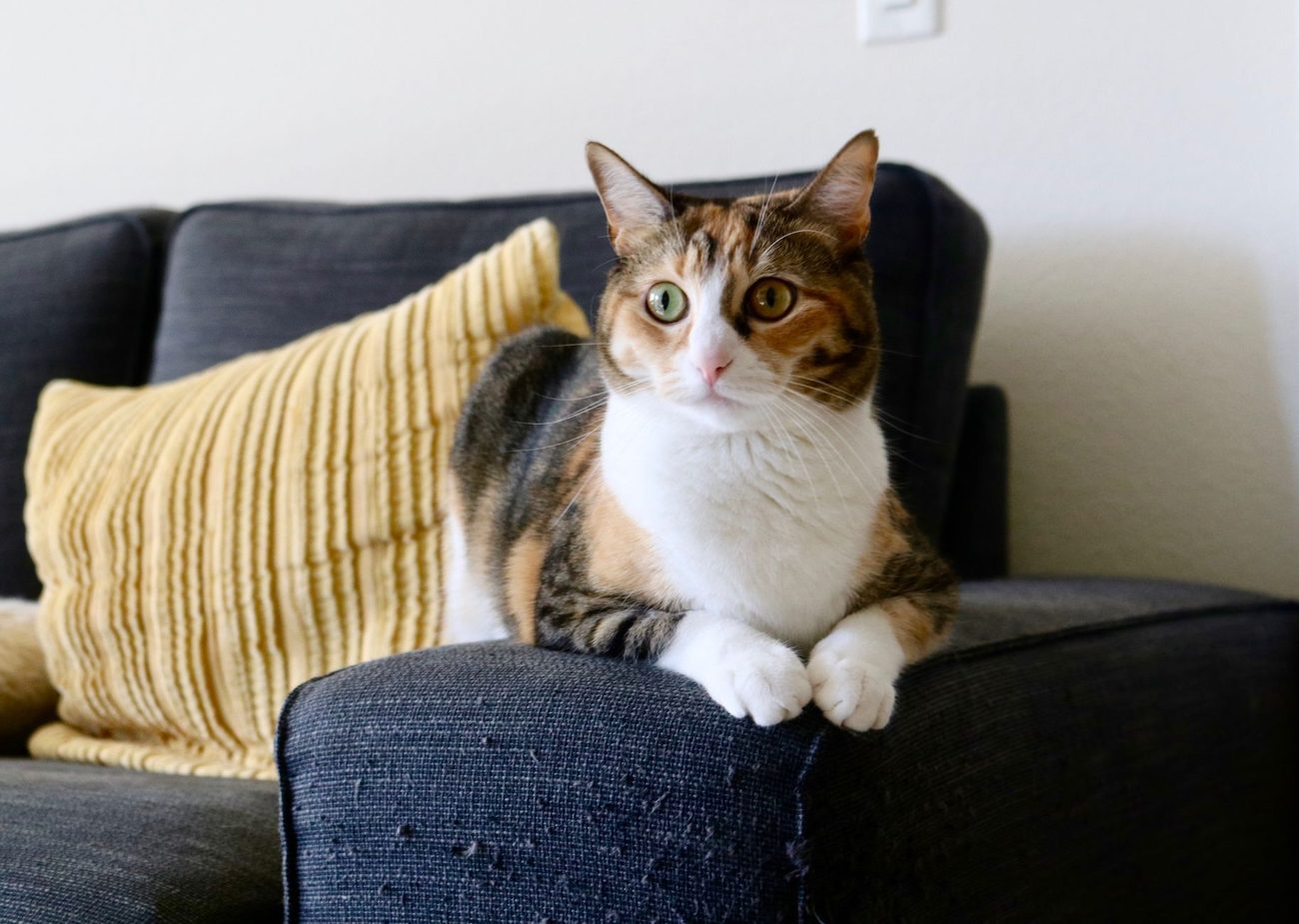 Hiring a Drop-In Cat Sitter for the First Time, and What It Cost