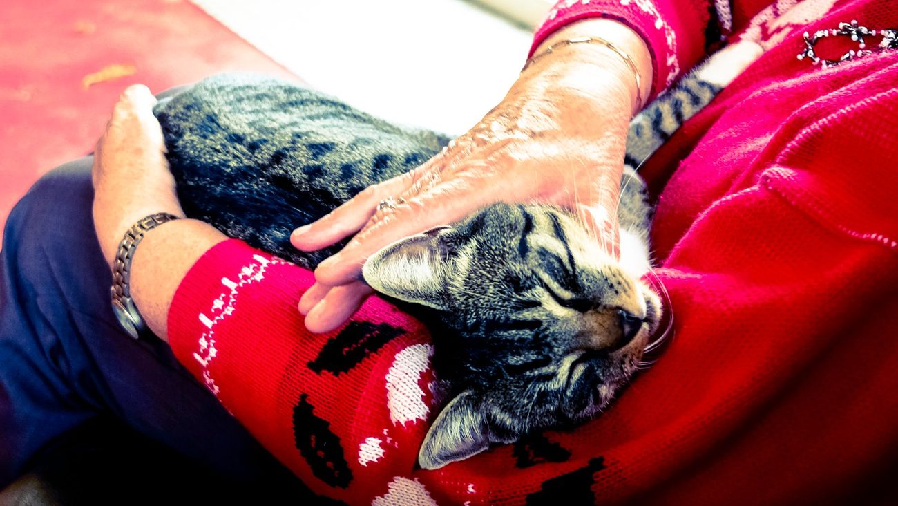 Insuring a Nine-Year-Old Cat: Our Back-and-Forth