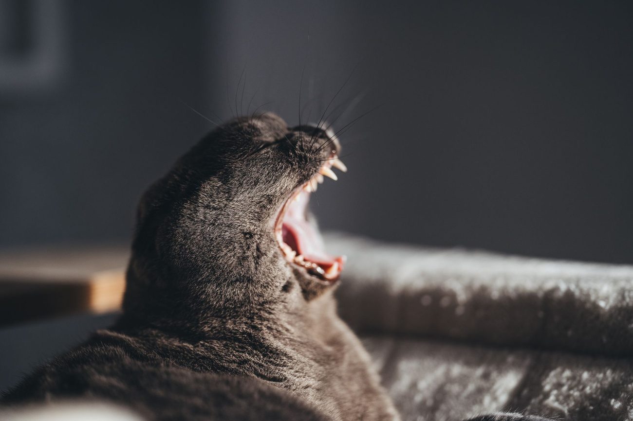 Mabel's Dental: Three Extractions and a $1,183 Bill