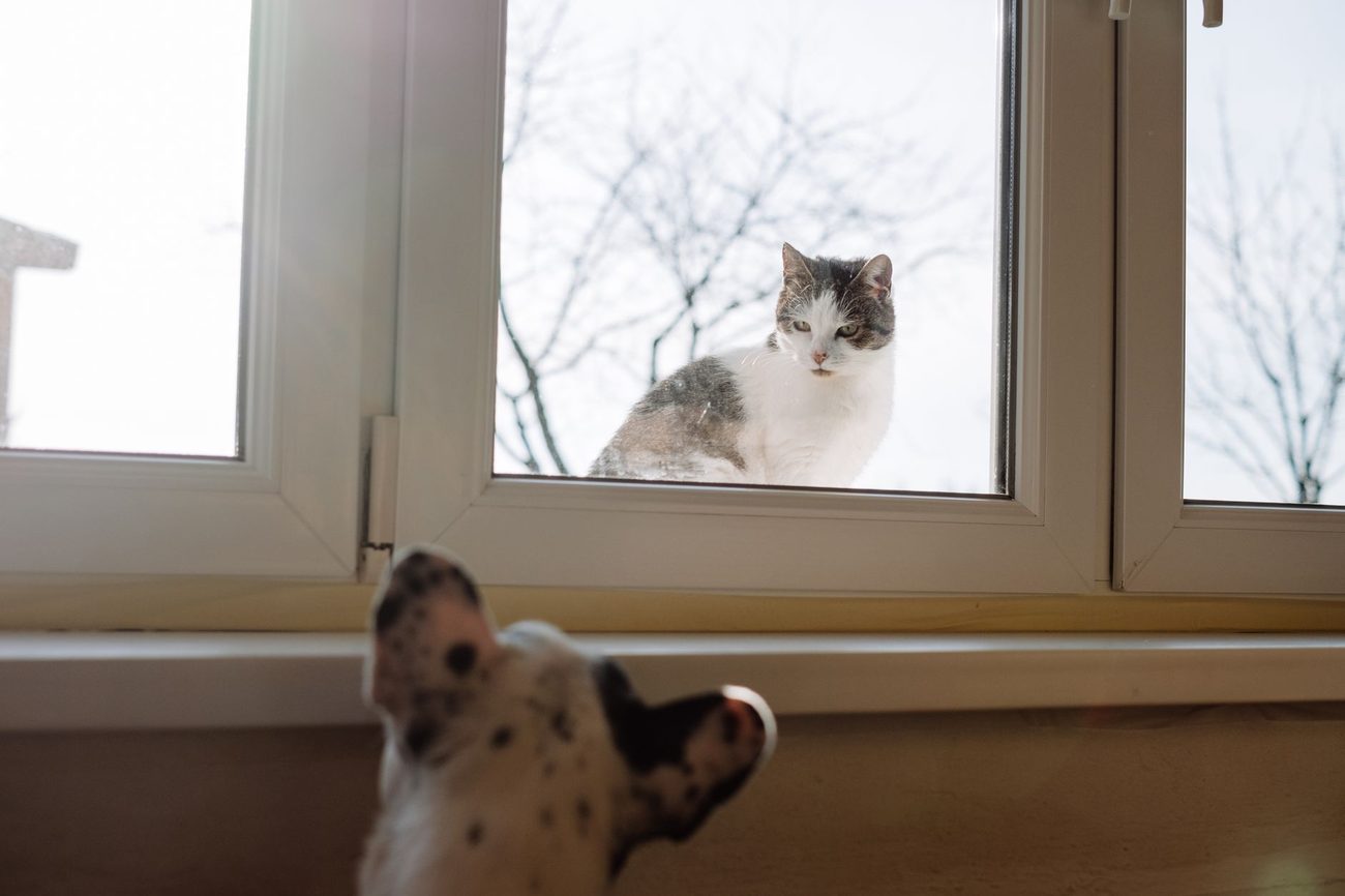Meet the Crew: One Dog, One Cat and a 1948 House in Minnesota