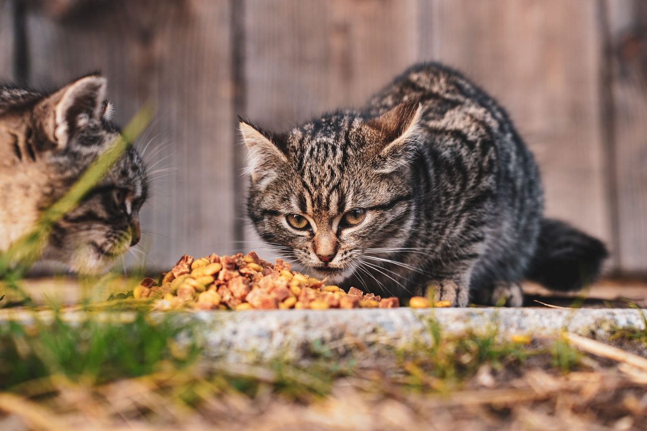 Moving Mabel to Mostly Wet Food: Cost and Early Results