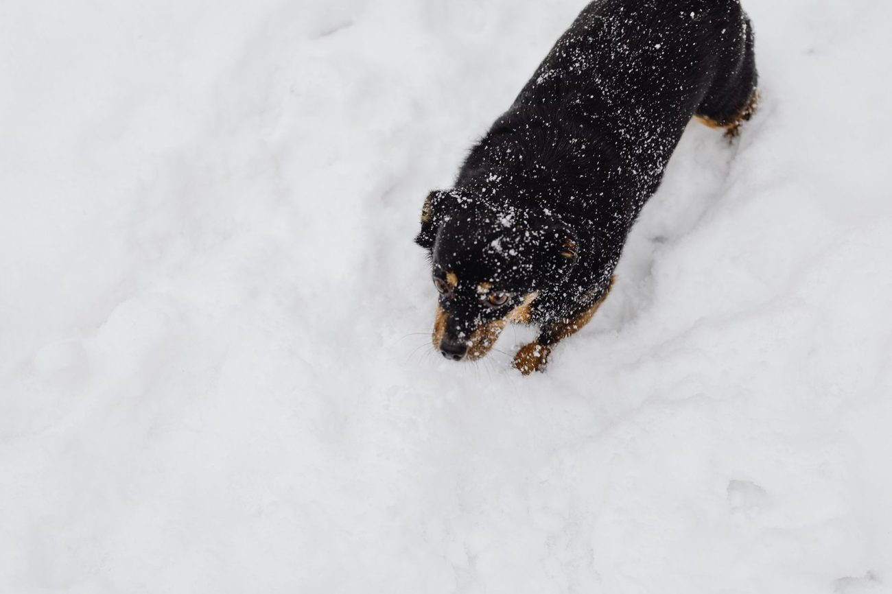 Paw Balm, Booties and Road Salt: What Holds Up on a Minnesota Sidewalk