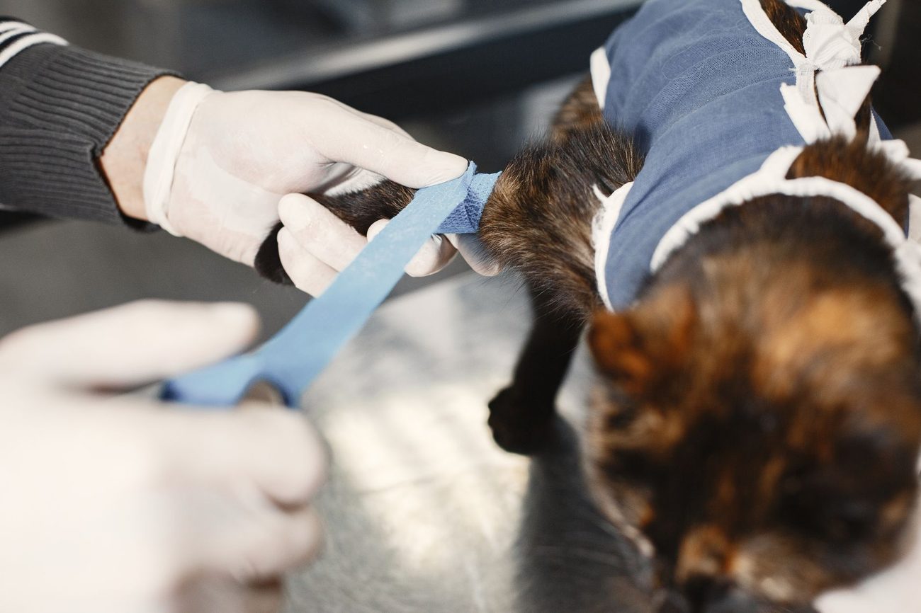 Reading a TPLO Estimate: What $6,200 to $7,400 Covers