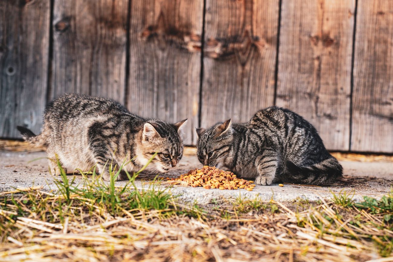 Soft Food Week: Notes From a Cat's Dental Recovery