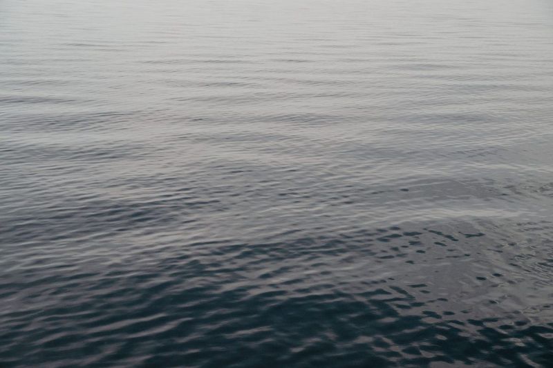 Blue-Green Algae Season and Where Hank Swims Instead