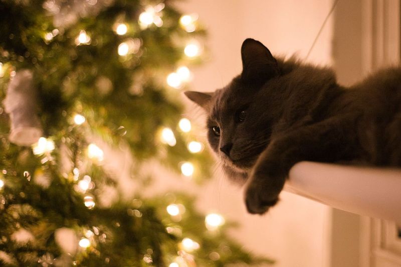 Christmas Tree, Meet the Cat Who Climbs It