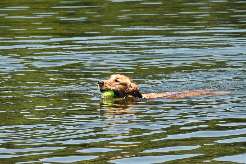 Cleared for Fetch: Hank's Return to Off-Leash Play