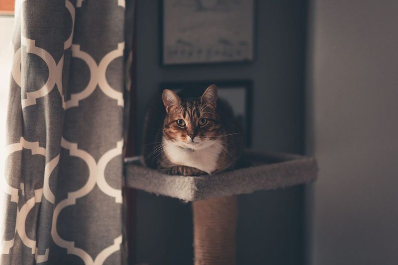 Does an Indoor Cat Need Flea and Tick Prevention? Our Reasoning