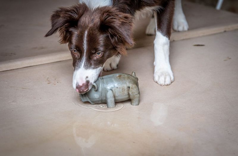 Feeding a Dog Who Can't Run: Calories, Puzzles and Frozen Kongs