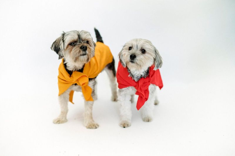 Halloween Costumes, Sorted by How Long Hank Tolerated Them