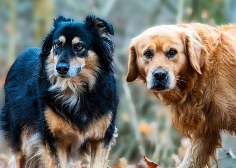How a Golden Mutt From Oklahoma Ended Up on Our Gray Sofa