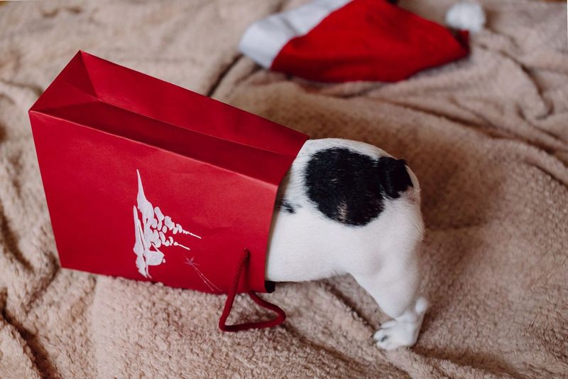 Is a Bigger Bag of Kibble Actually Cheaper? We Did the Math