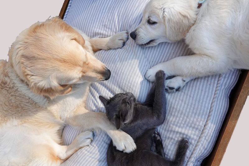 Mabel Moved Into Hank's Bed While He Was on Crate Rest