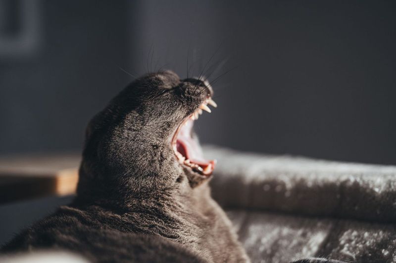 Mabel's Dental: Three Extractions and a $1,183 Bill