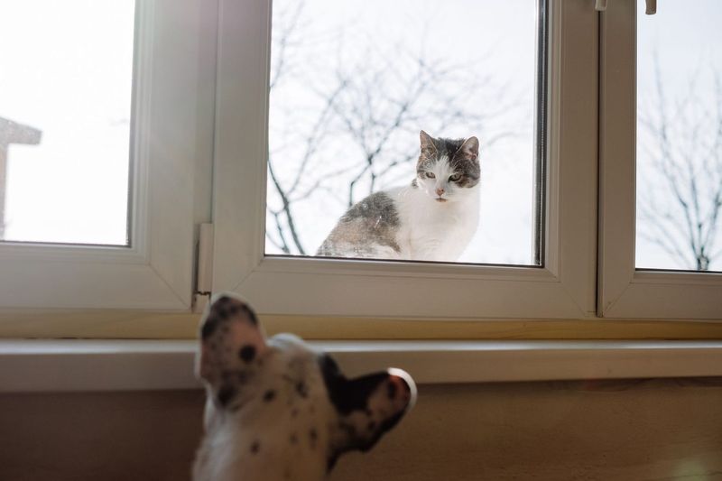Meet the Crew: One Dog, One Cat and a 1948 House in Minnesota