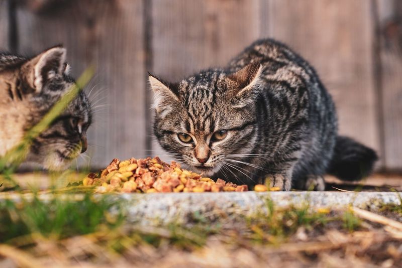 Moving Mabel to Mostly Wet Food: Cost and Early Results