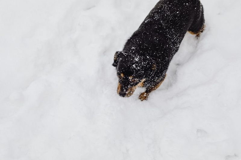 Paw Balm, Booties and Road Salt: What Holds Up on a Minnesota Sidewalk