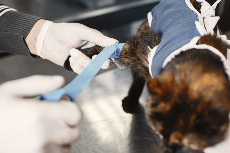 Reading a TPLO Estimate: What $6,200 to $7,400 Covers