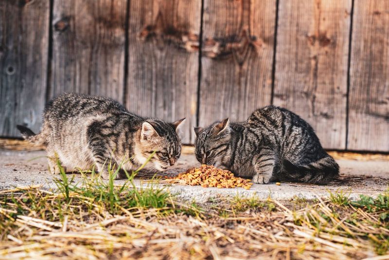 Soft Food Week: Notes From a Cat's Dental Recovery