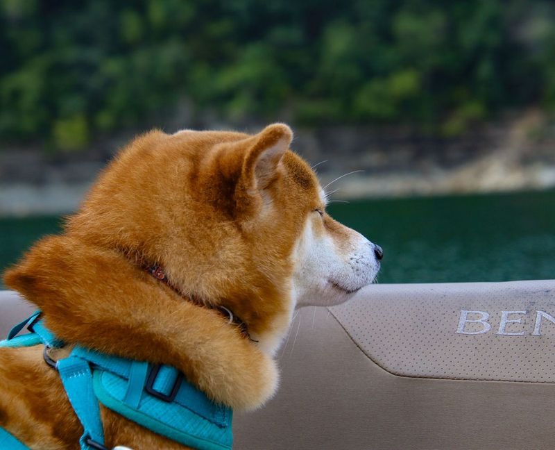 Teaching Hank to Ride in a Fishing Boat Without Jumping Ship