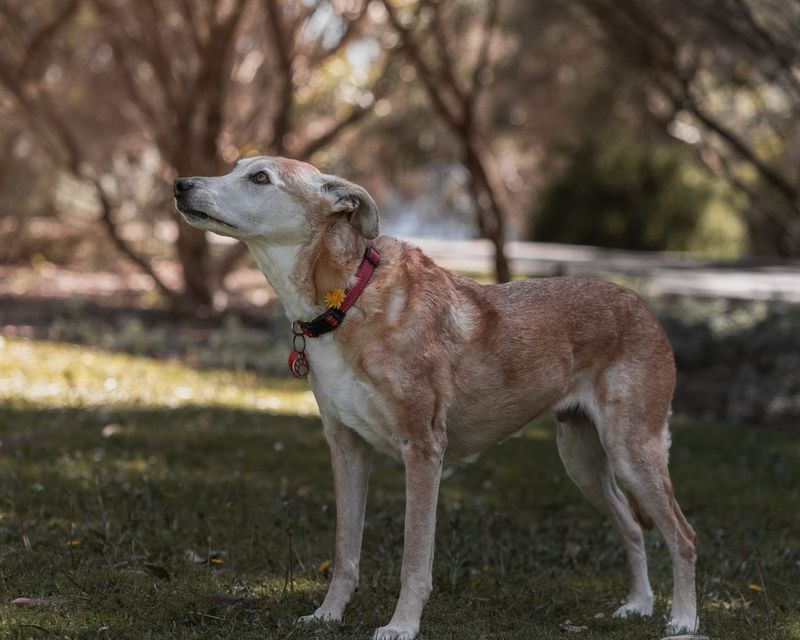 Then and Now: Five Years With Hank