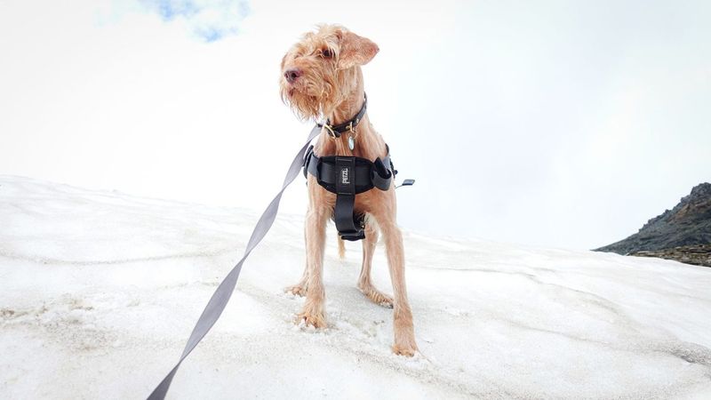 Three No-Pull Harnesses Tested on a Dog Back From Knee Surgery