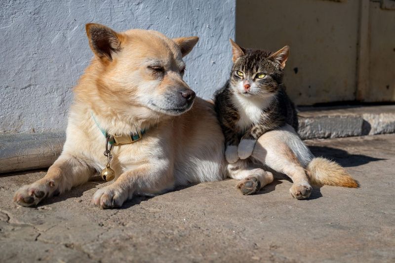Why the Dog Has Pet Insurance and the Cat Doesn't (Yet)