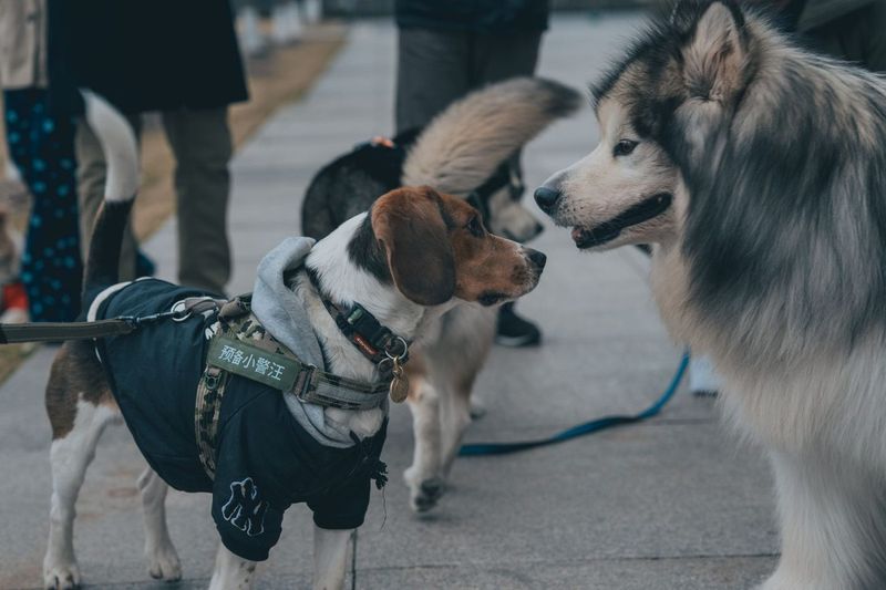 Worn Out and Replaced: The Dog Gear That Didn't Last