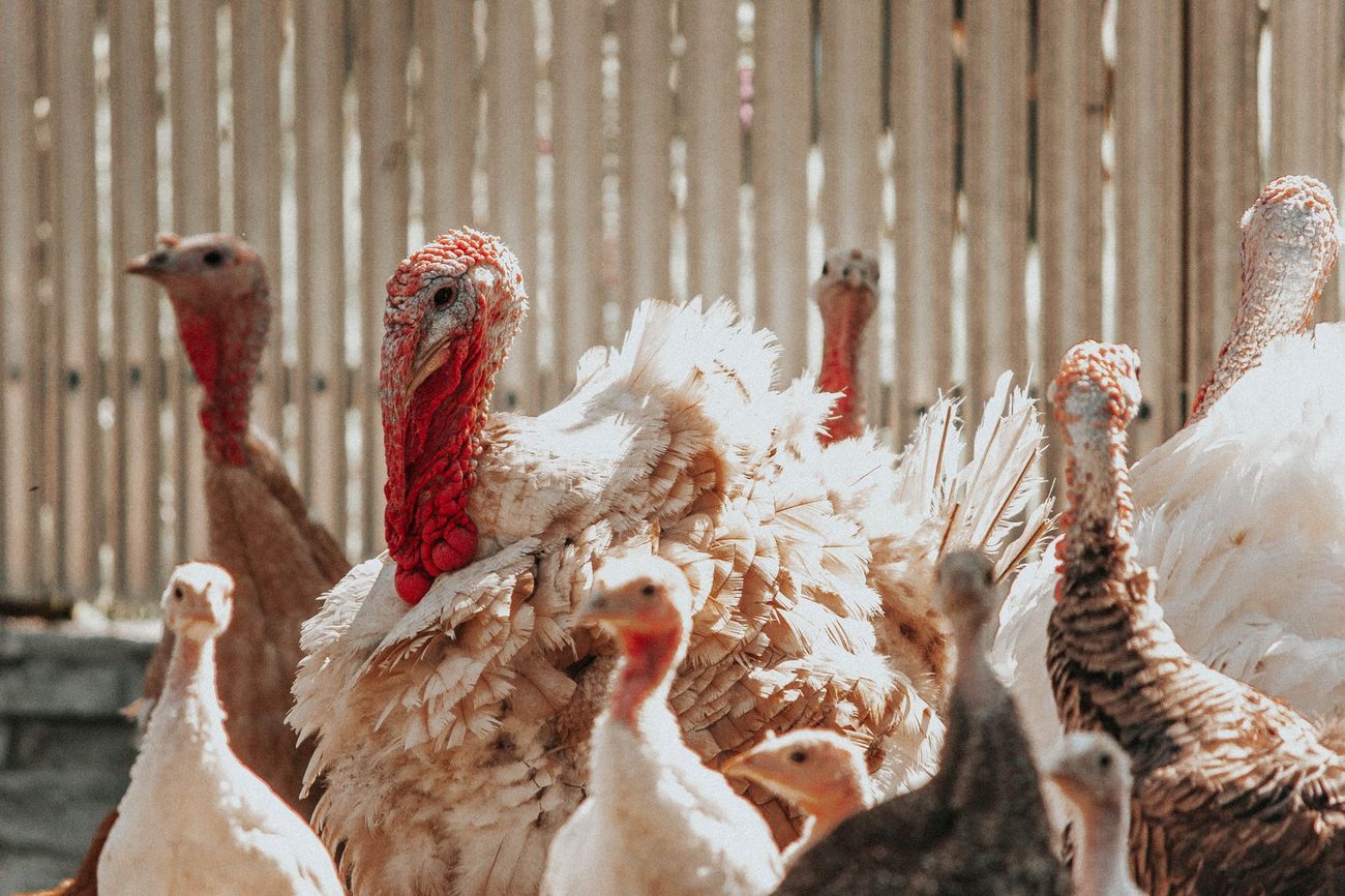 The Thanksgiving Turkey Twine That Cost Us $3,912