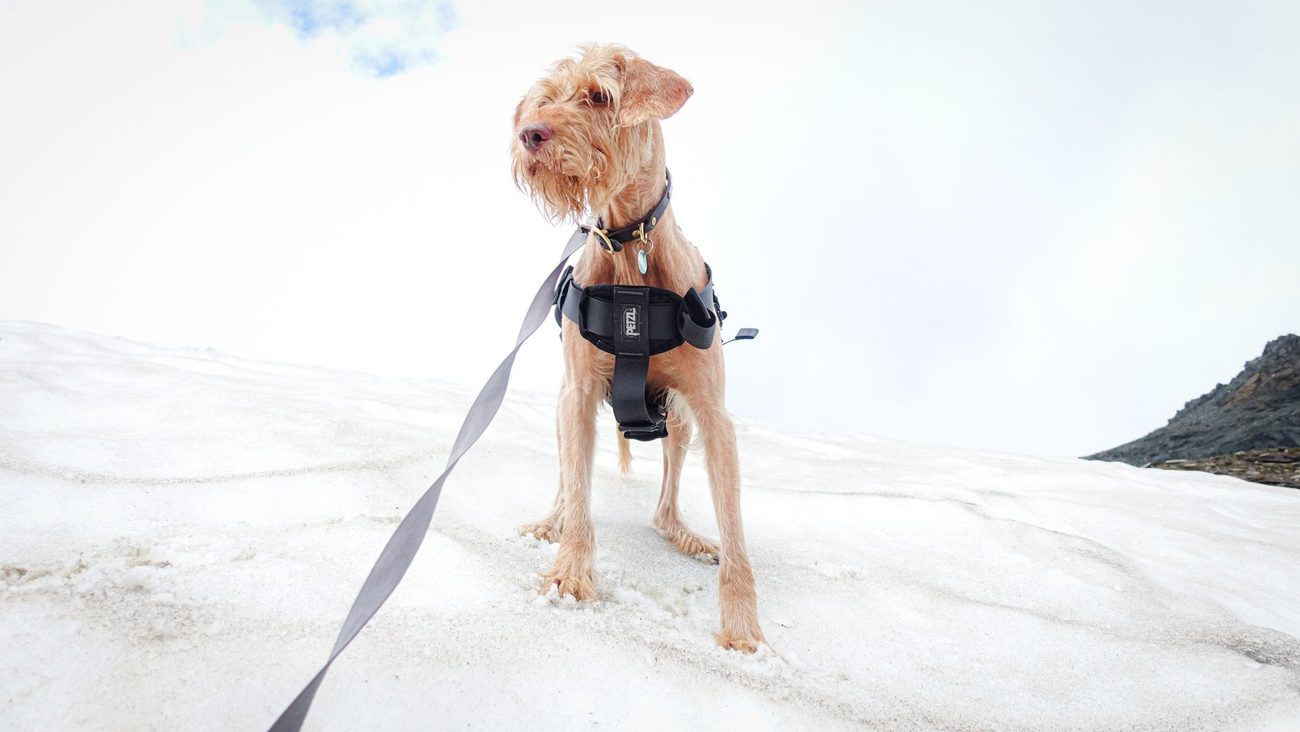Three No-Pull Harnesses Tested on a Dog Back From Knee Surgery