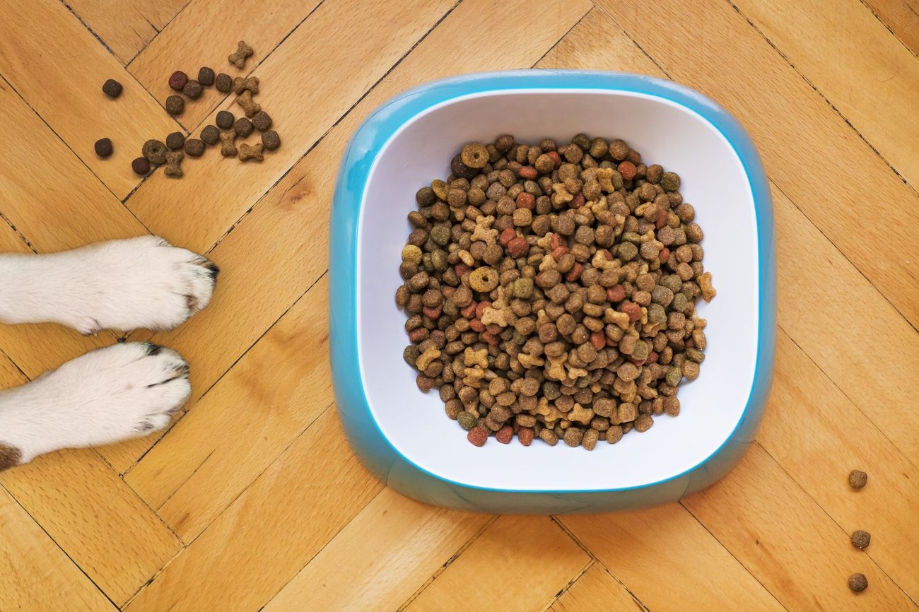 Trying a Fresh Dog Food Subscription on a Kibble Budget